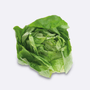 lechuga trocadero
